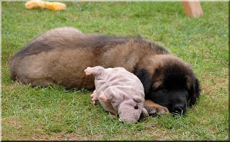 leonberger 047.jpg